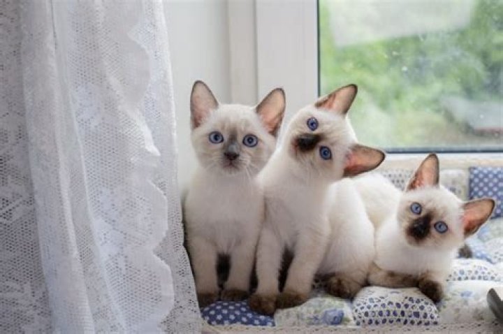 Discover The Enchanting World Of Eboni K. Williams' Literary Masterpieces